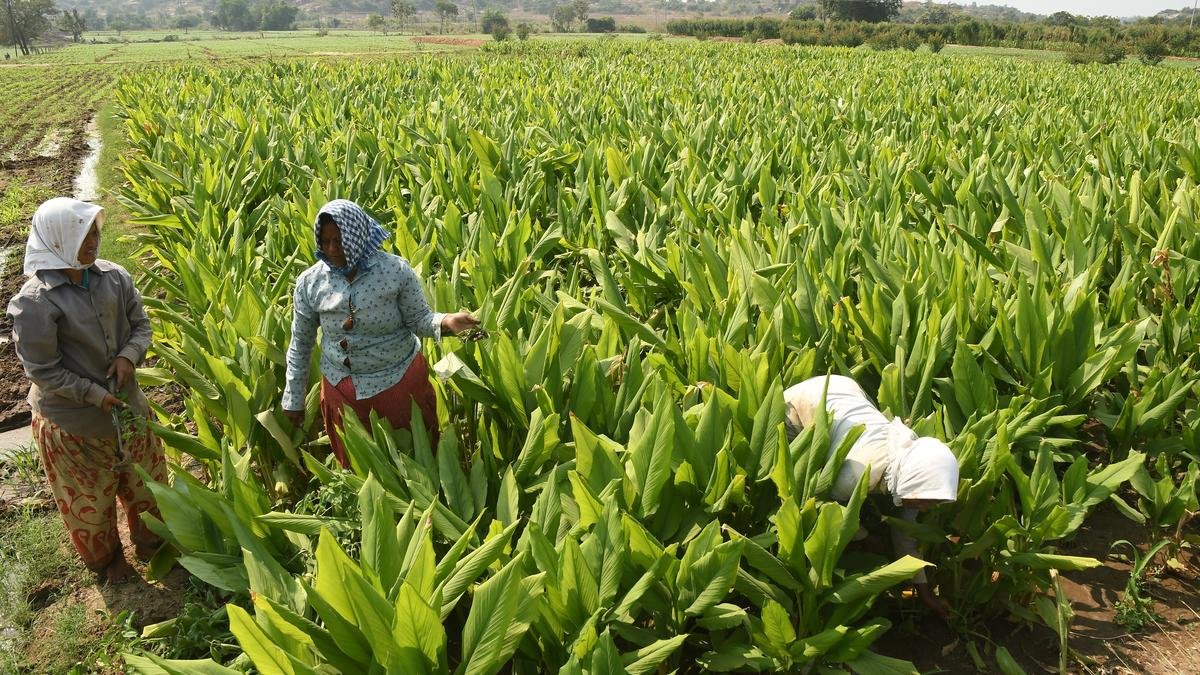 Sceptical Nizamabad farmers ask why PM has not laid foundation stone for Turmeric Board