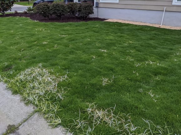 Does Tenacity Kill Zoysia Grass