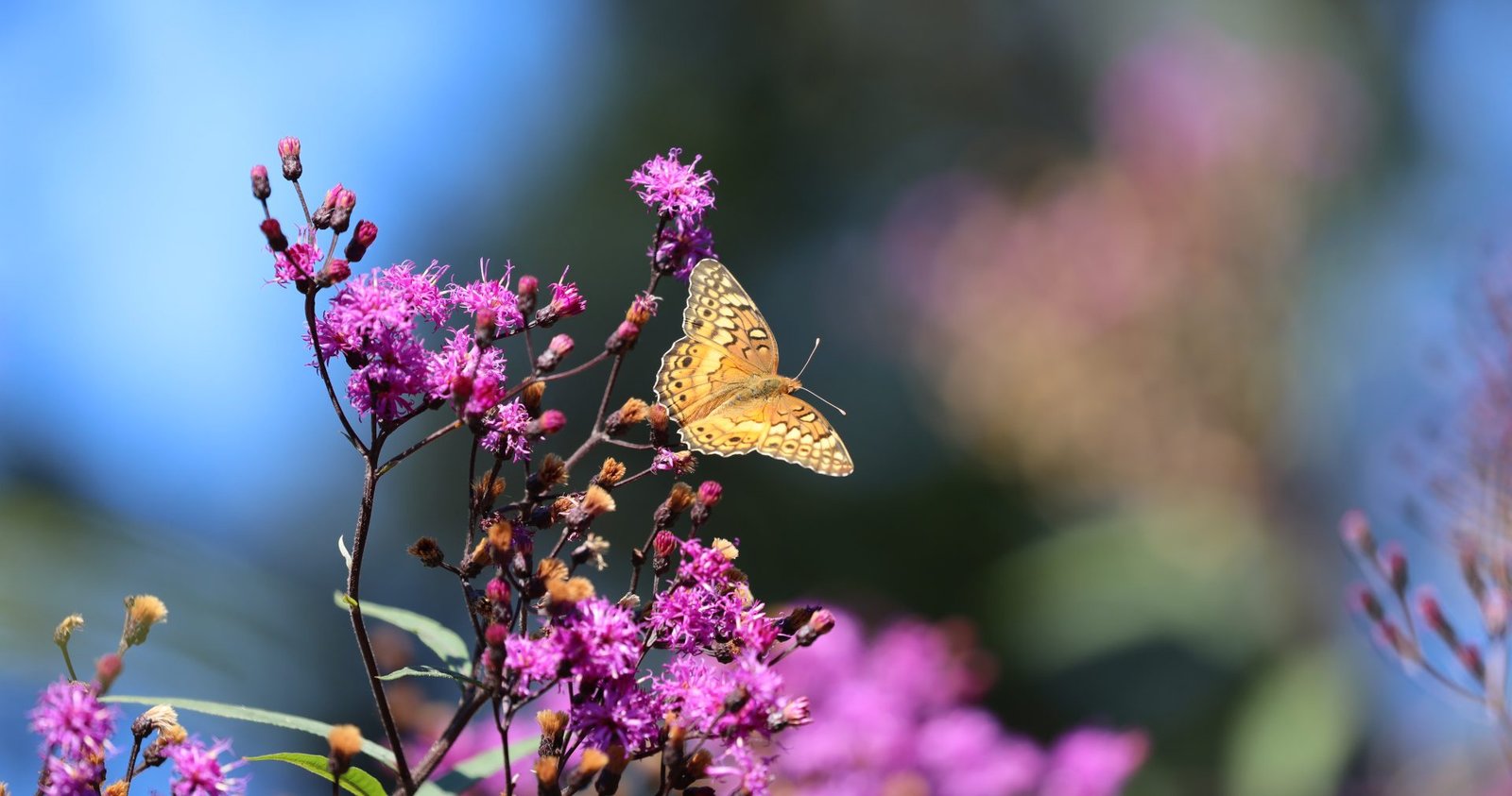 a closer look at ironweeds, or vernonia, with mt. cuba's sam hoadley