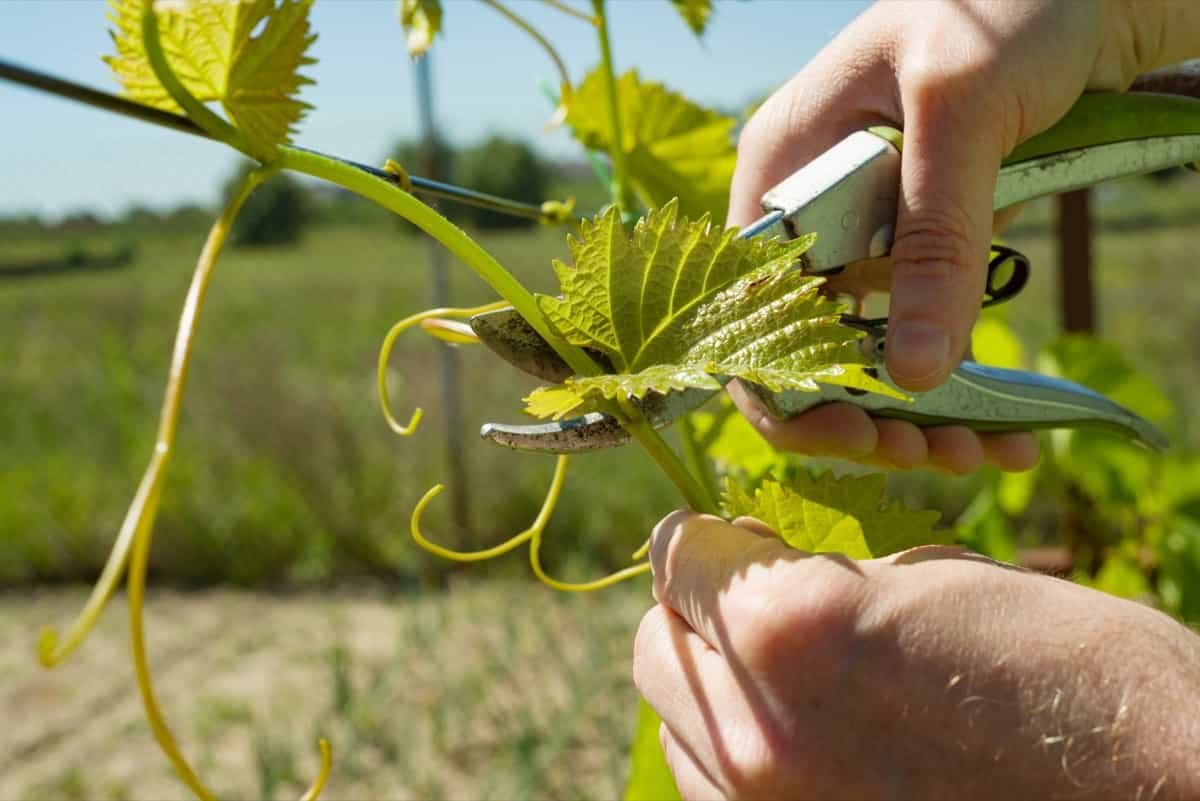 Pruning