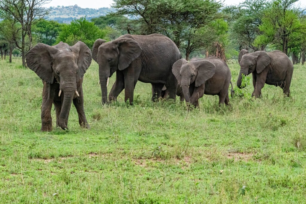 Trunk-tastic! 10 Fun Facts About African Elephants