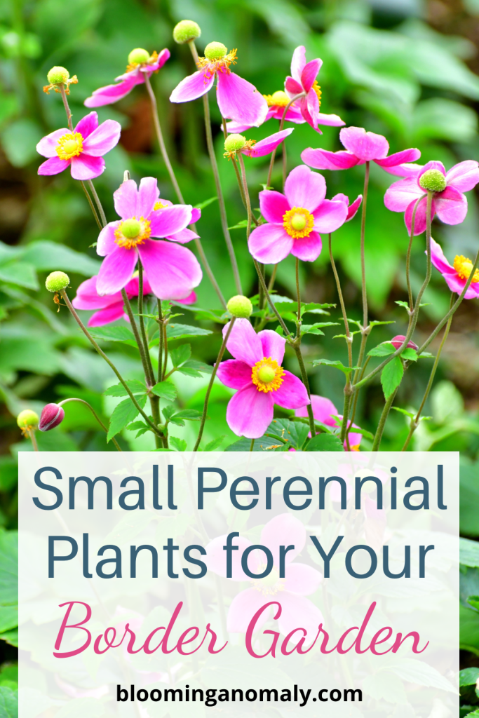 small perennial plants for your border garden