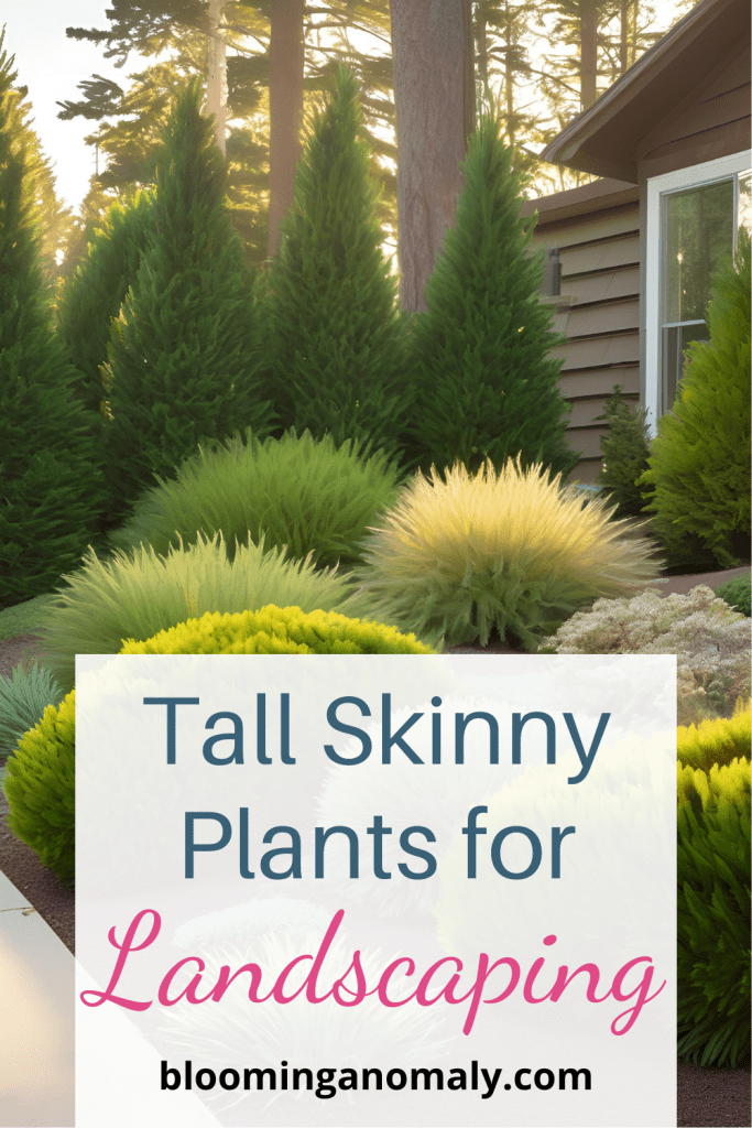 tall skinny plants for landscaping