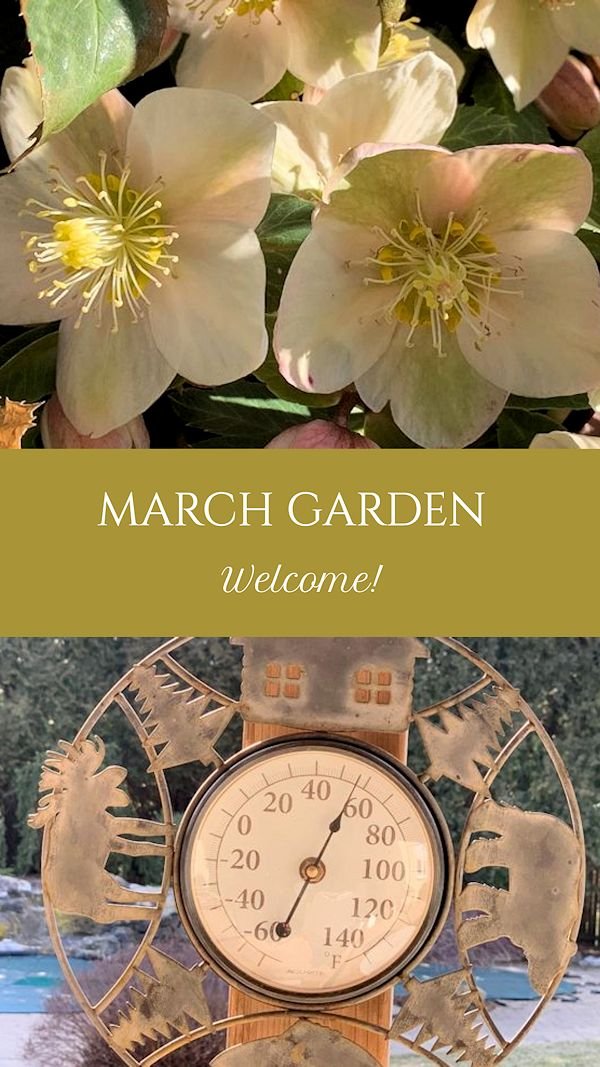 A GUIDE TO NORTHEASTERN GARDENING: Garden Bloggers' Bloom Day & Foliage Follow-Up March: Countdown to Spring!