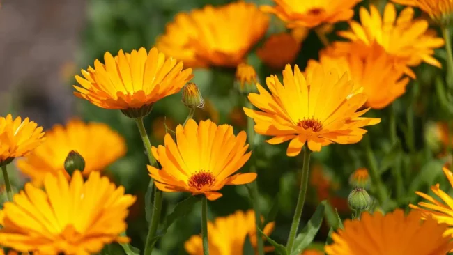 Calendula Plant Care Benefits & Best Companion Choices