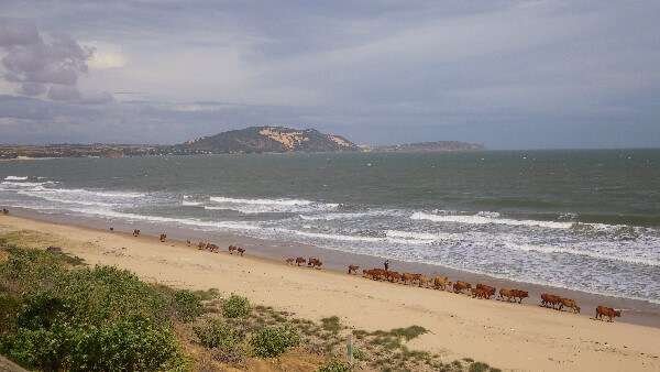 Cattle On The Beach Mui Ne Vietnam