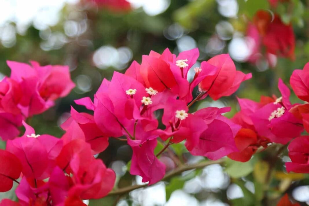 How to fix bougainvillea not blooming