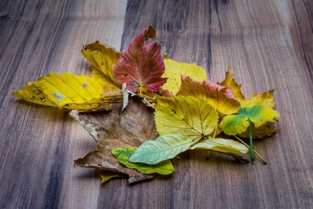 Reasons why indoor plant leaves turn yellow