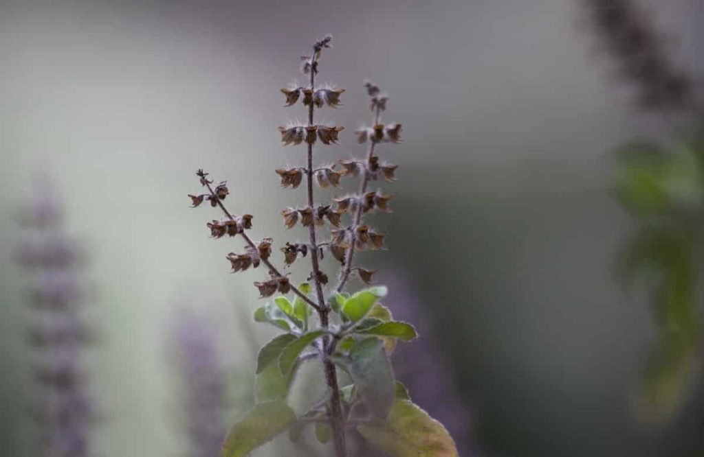 Why the Tulsi Plant Dies Suddenly