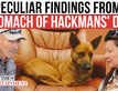 Hackman Case: Investigation Into Mysterious Death of Dog Unveils Startling Findings