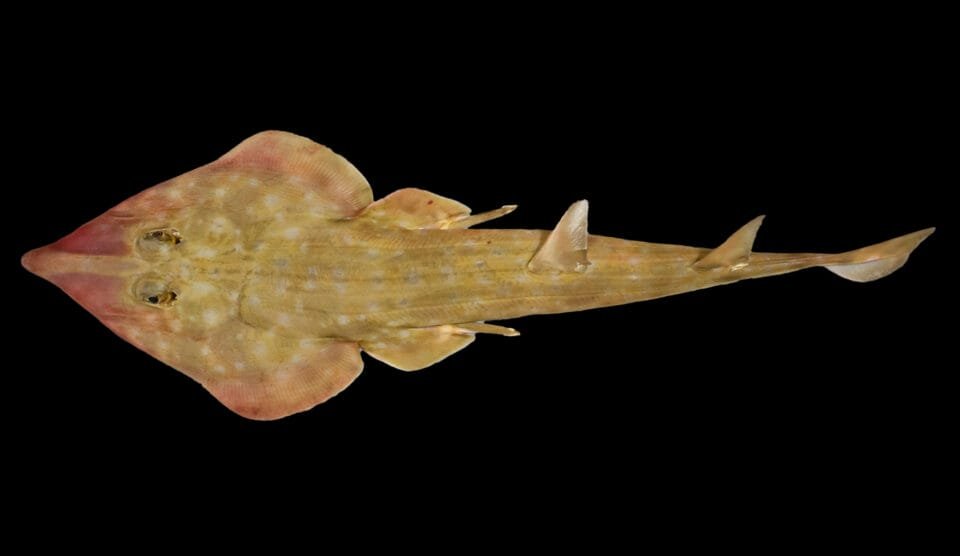 a photograph of a newly-discovered guitar shark, set against a black background