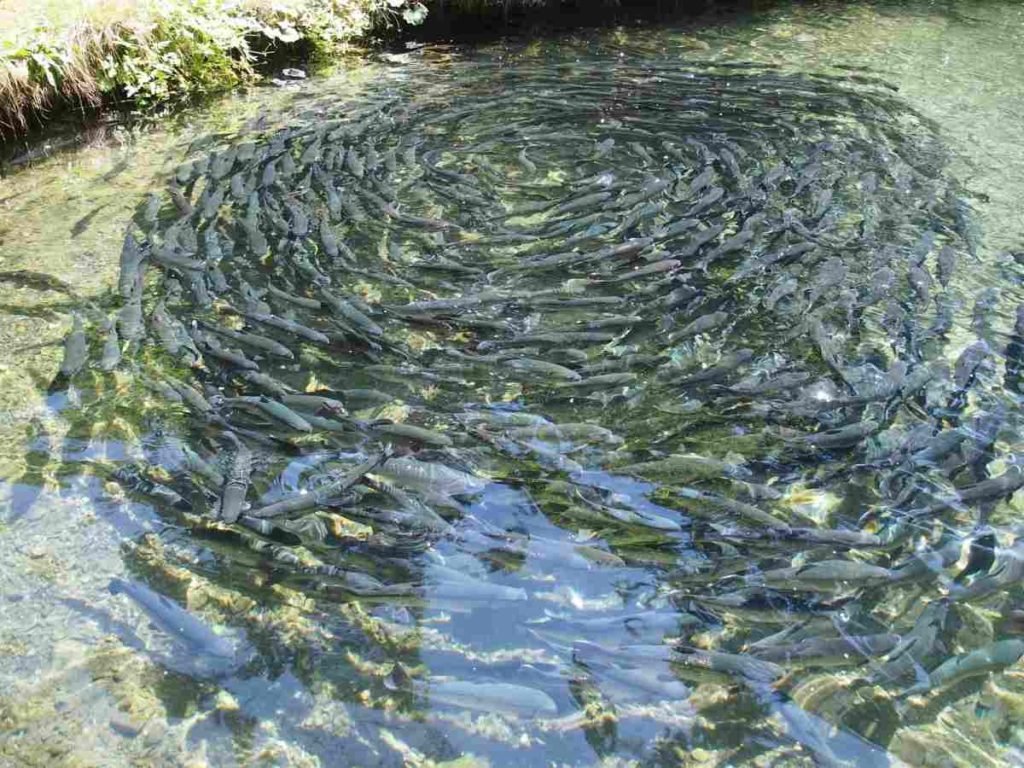 Control Algae Overgrowth in Tilapia Ponds